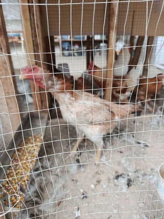 Bobo tovuq sotiladi srochna