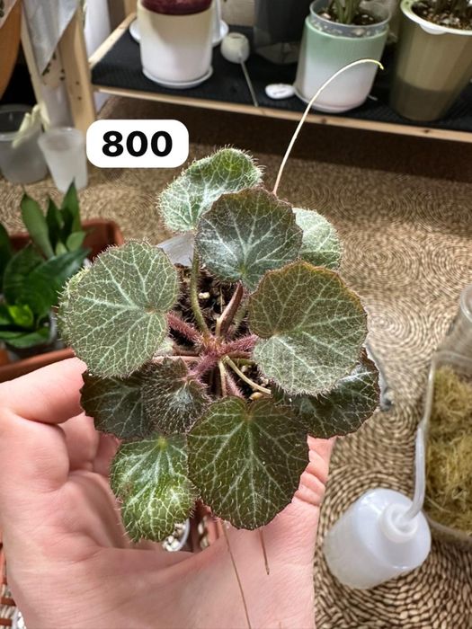 Комнатные растения