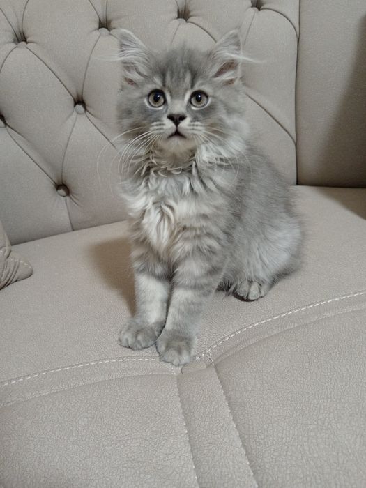 Скоттиш страйт девочка