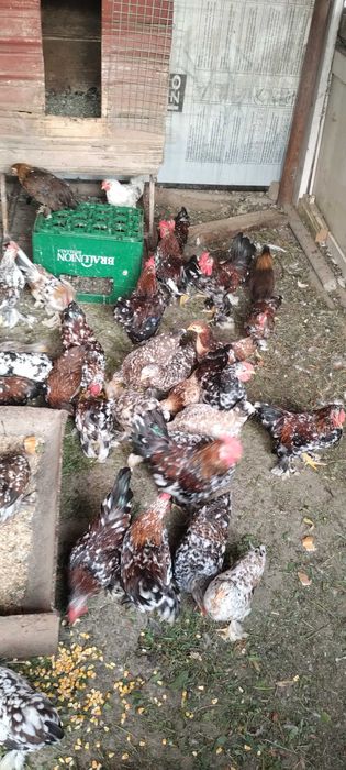 Vând găinușe  pitice