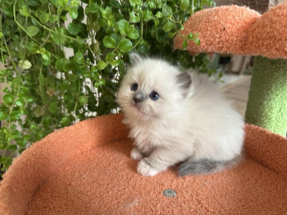 Регдол /RAGDOLL /  момиченце