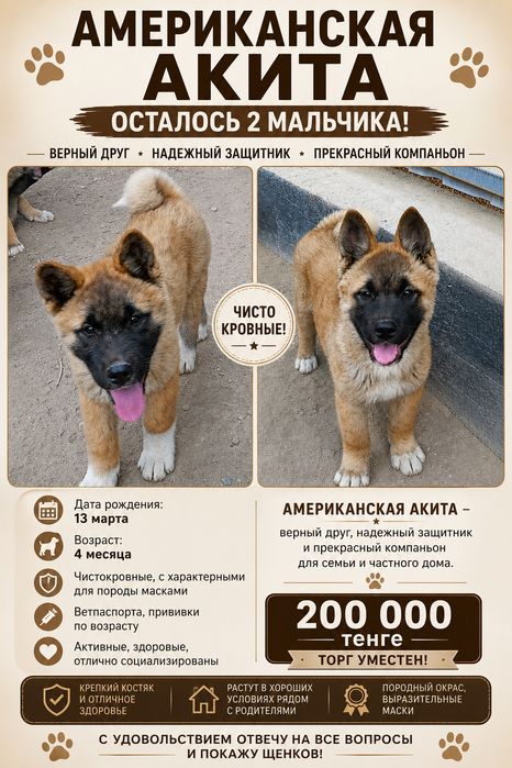 Щенки Американская Акита.