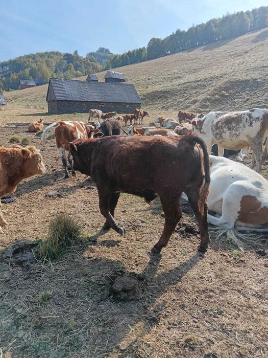 Vitei si vitele de vanzare