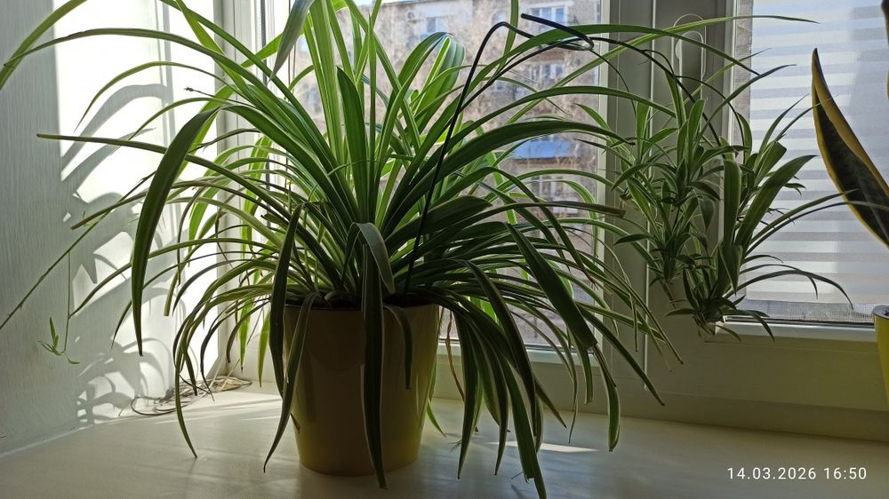 Комнатный цветок хлорофитум