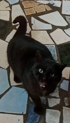 Котенок  мальчик