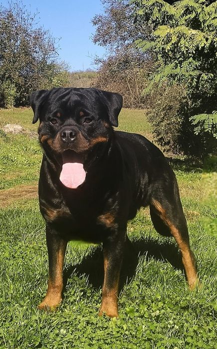 Catelus Rottweiler
