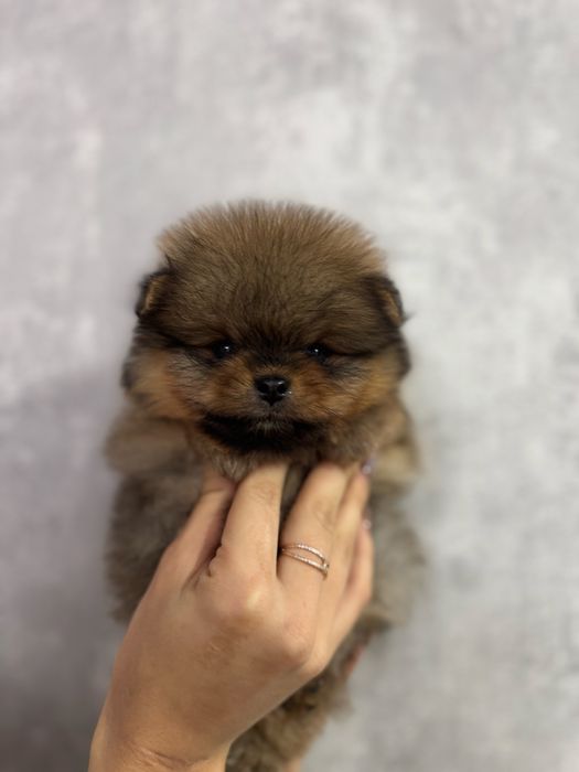 Щенки шпица для резерва