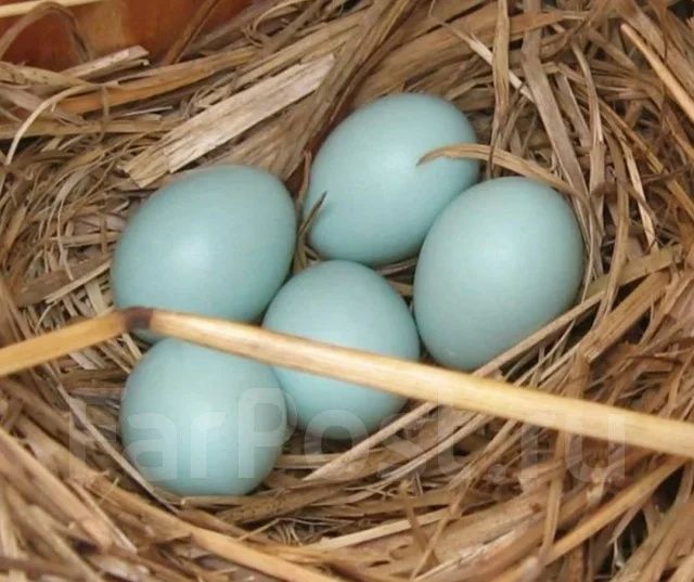 Могу собрать Яица на инкубацию породы кур ухулию, зеленые яица.