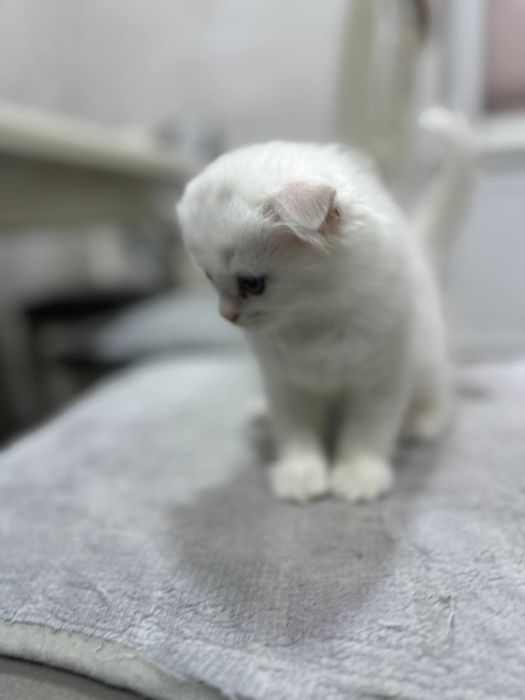 Продается котонек