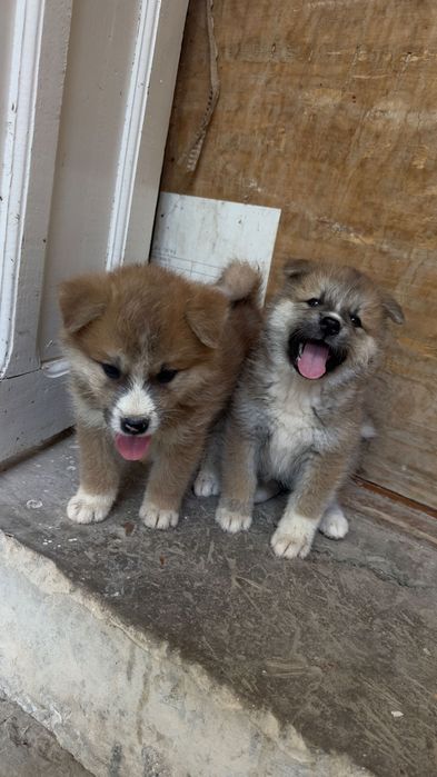 Продам щенка акиты ину