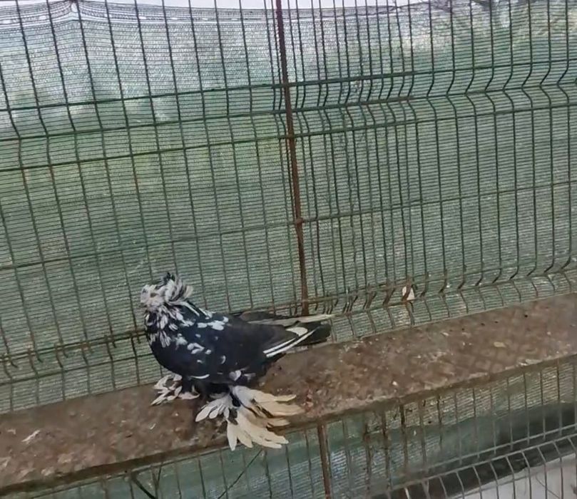 Porumbei uriași maghiari