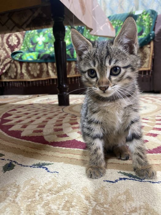 Отдам котят в хорошие руки