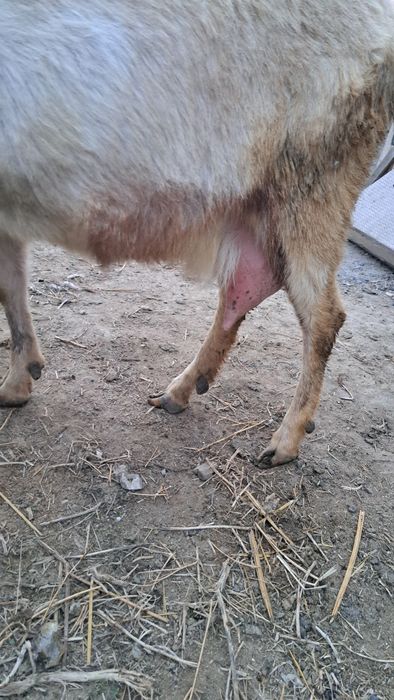 Сүтті тұқымды Ешкі лақтарымен сатамын