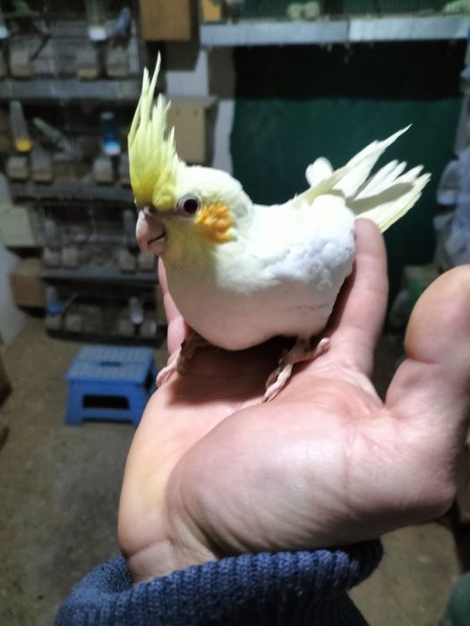 Vand perusi si nimfe