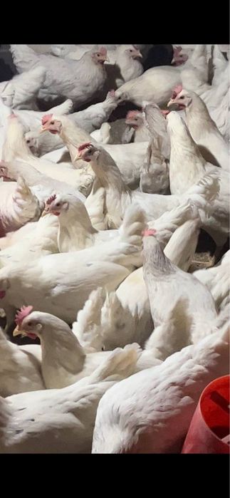 110 кунлик Ломан Сенди Товуқлари сотилади!