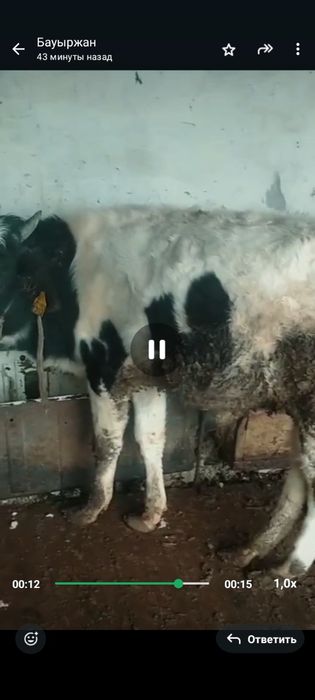 Огизшелер сатылады.