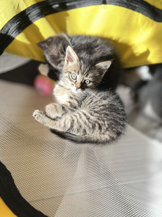 Отдам котят даром