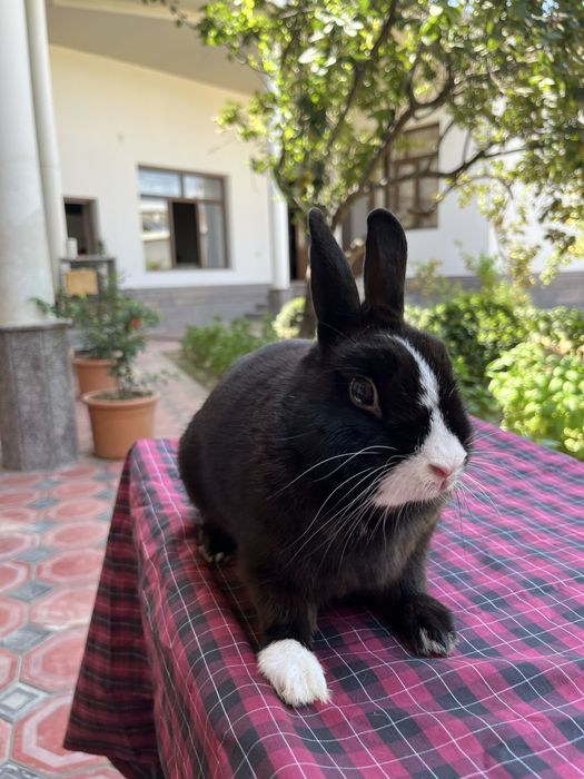 Karlik quyon erkak Toshkent shahar O’rikzor