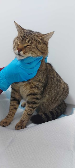 Найден упитанный кот
