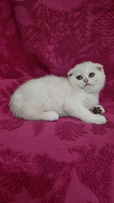 Продаётся чистокровная шотландская девочка скоттиш фолд