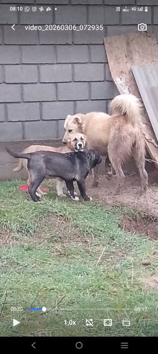 Кушык еркек 9айлык.