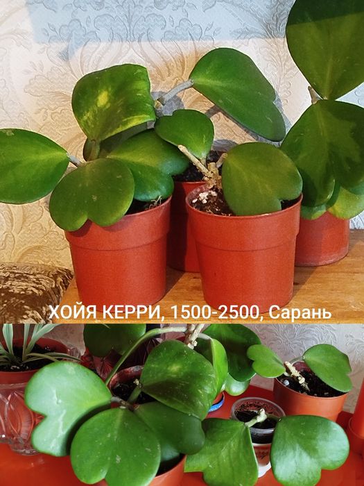 Комнатные растения
