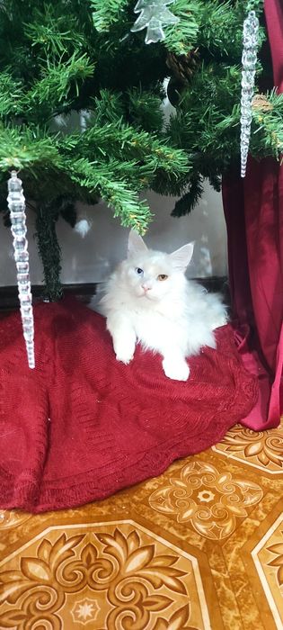 Продаю кота породы мейн-кун