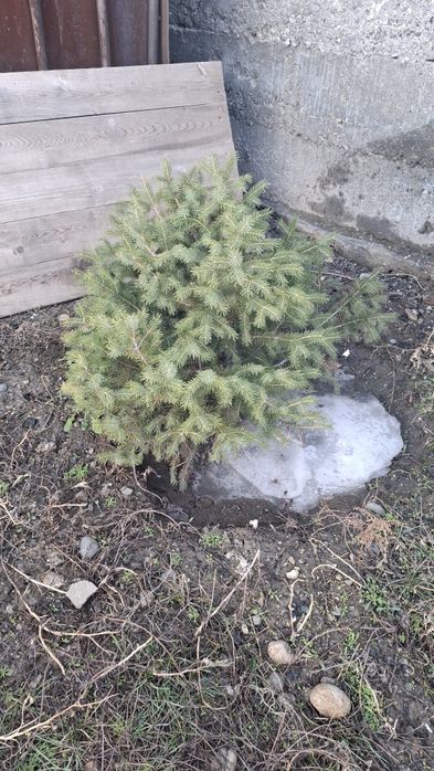 Продам саженцы 4шт