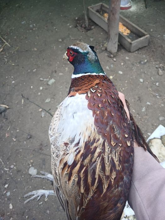 Vând 2 masculi de fazan comun