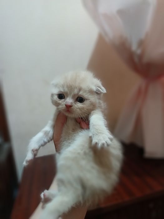 Scottish fold va strayt sotuvda