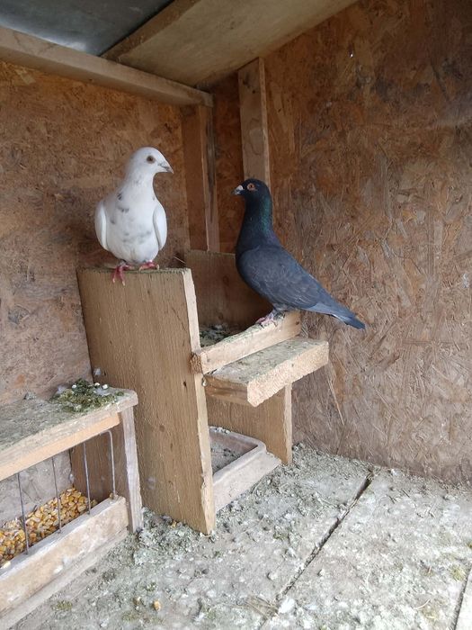 De vanzare porumbei sau schimb