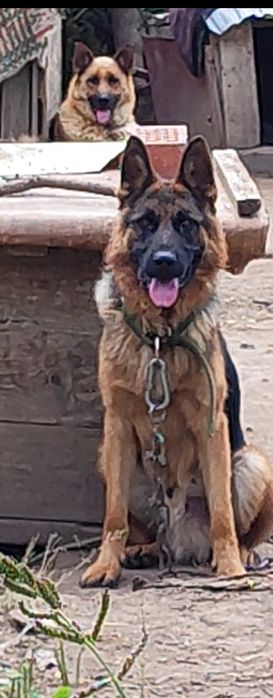 Щенки немецкой овчарки