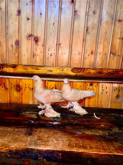 Продам голубей молоносых