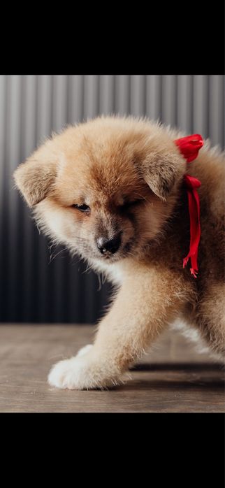 Щенки Акита Ину (хатико)