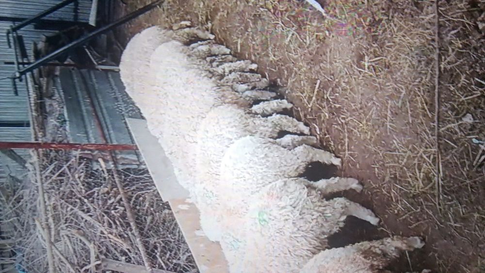 Коилар сатылады семиз кошкар