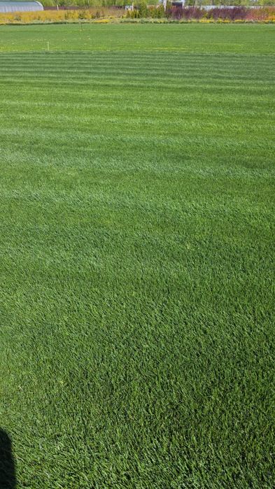 Газон рулонный,,
