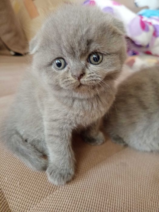 Шотландски Котенца
