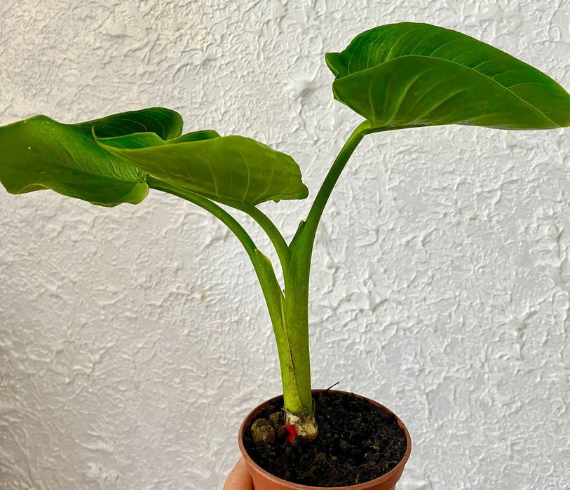 Продам  саженцы цветка каллы