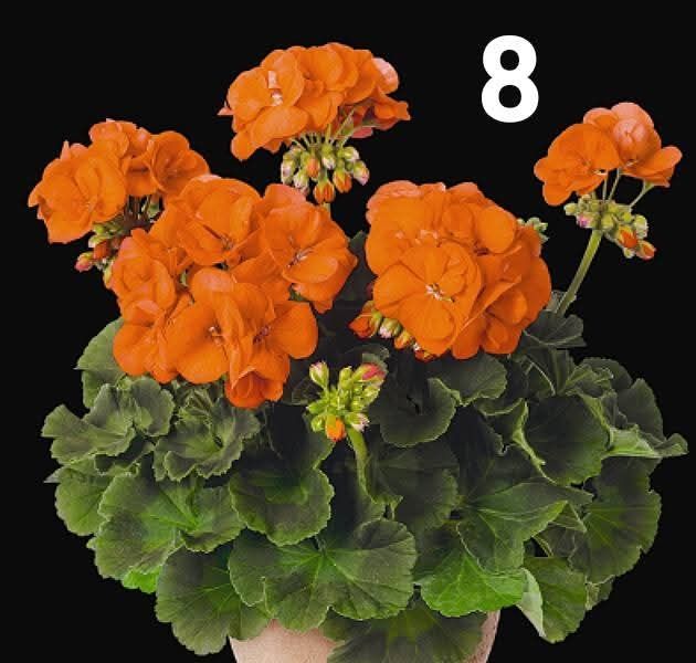 Нискостеблено мушкато-2.50€