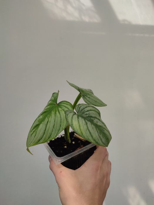 Филодендрон мамэй