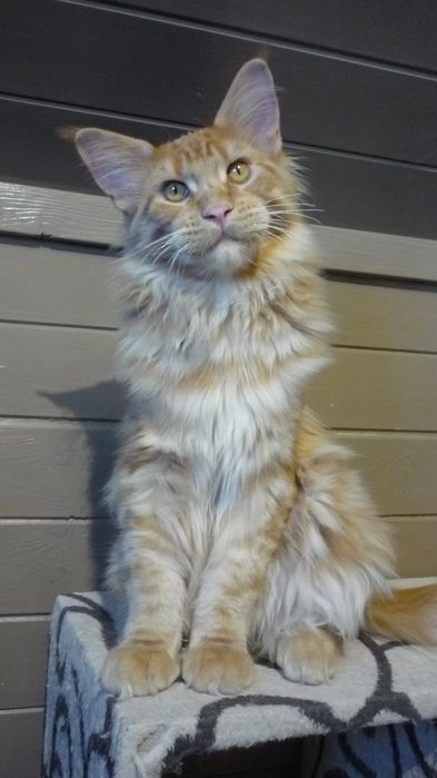 Пр.котёнка Мей Кун девочка 3 мес.