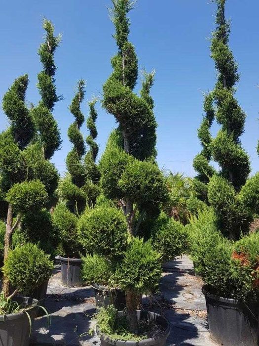 Palmieri cycas la comanda