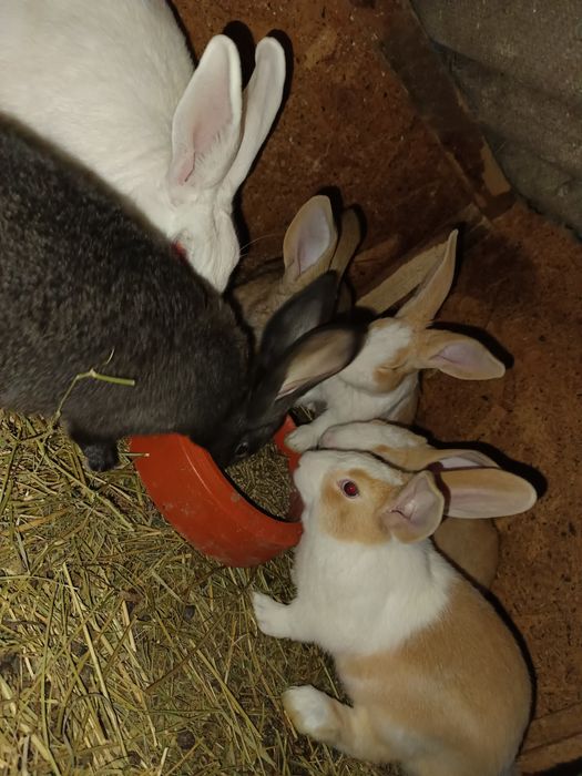 Iepuri Hycole francez