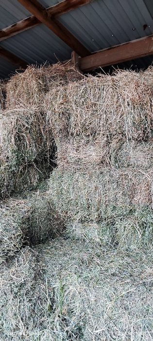 Люцерна четвертый кос