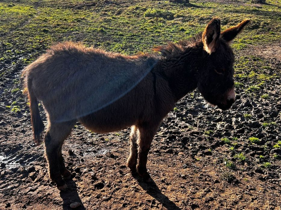 Vând pui de măgăriță