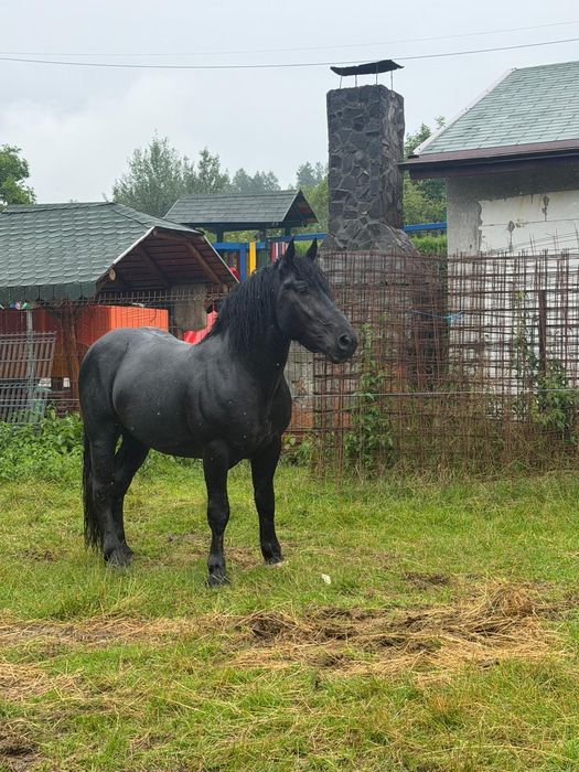 Armasar negru in  varsta de 2 ani