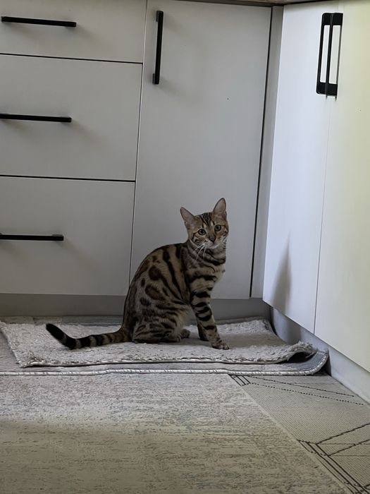 Бенгальский котенок