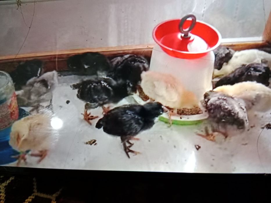 Цыплята куриные и цесариные