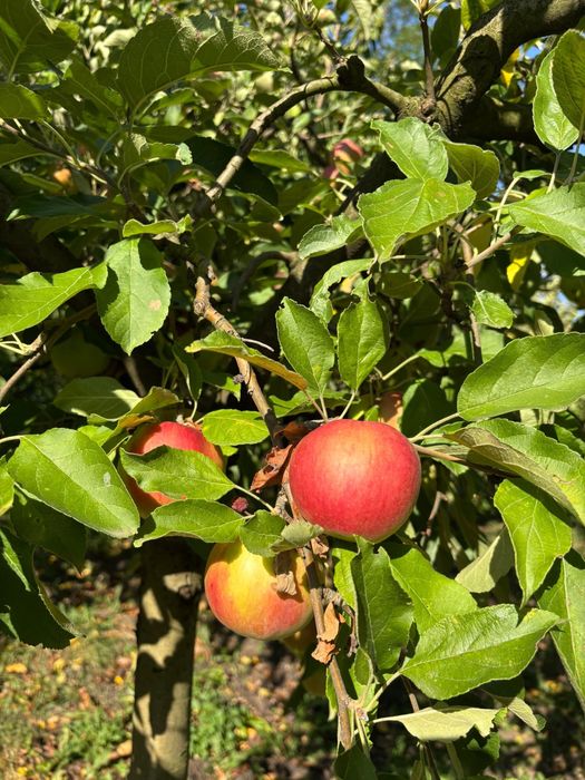 Vand suc de mere bio din recolta proprie fara alte adaosuri la 3L