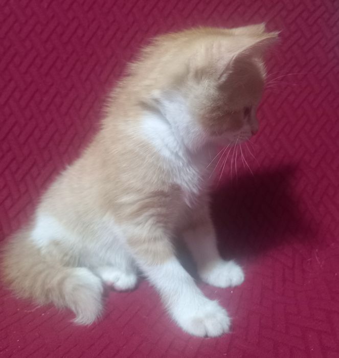 Отдам котя в добрые руки